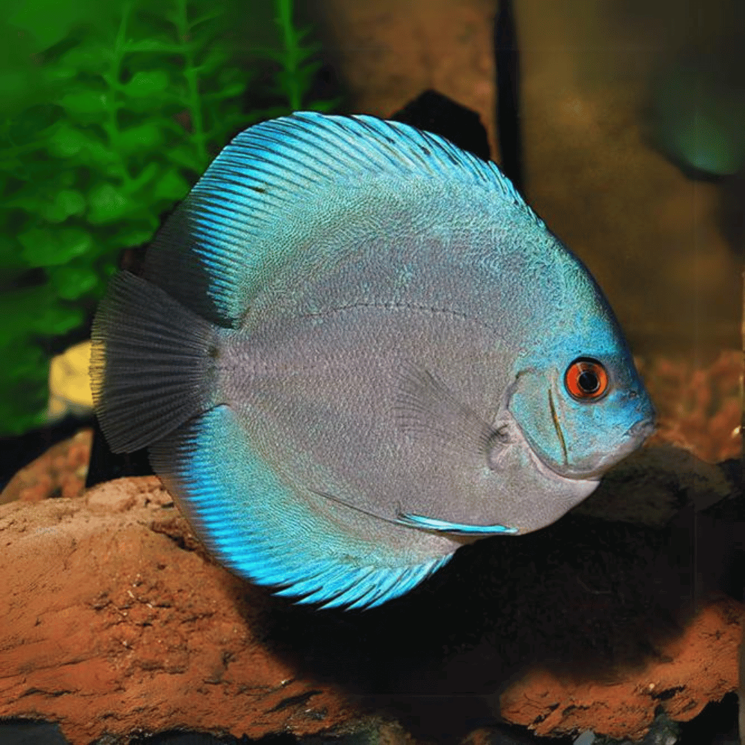 Blue Diamond Discus (4-5cm)_0