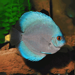 Blue Diamond Discus (4-5cm)