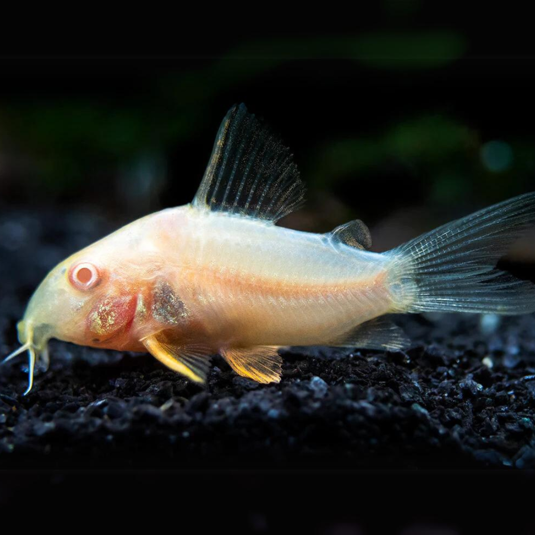 Albino Cory (Medium)