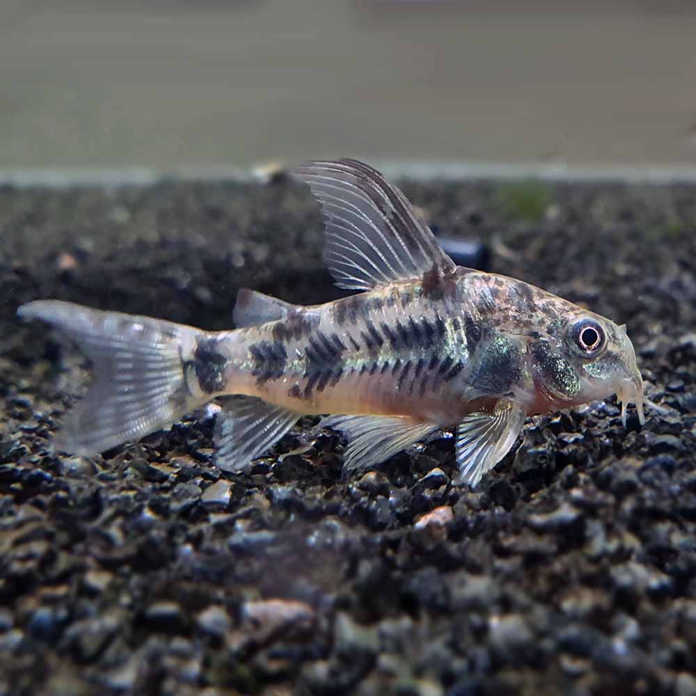 Pepper Cory (Large)_0