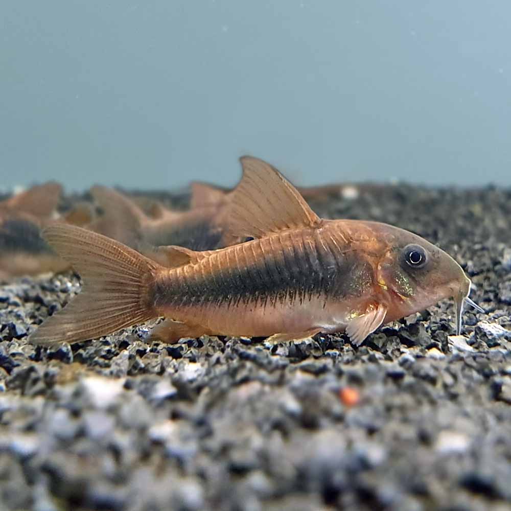 Bronze Cory_0
