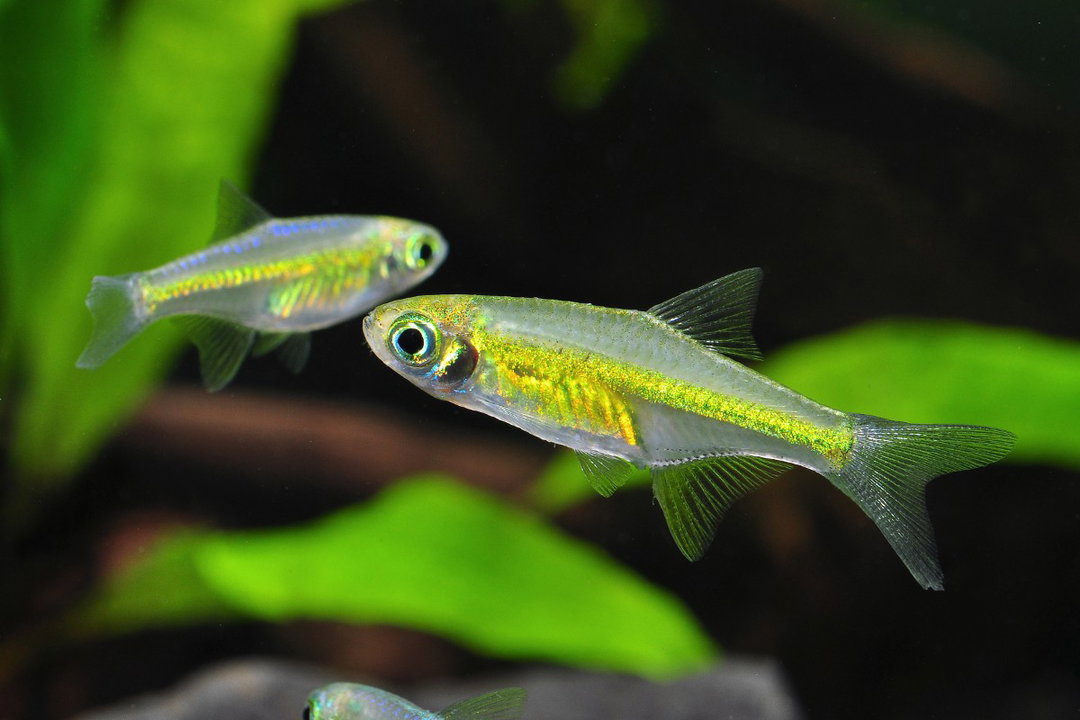 Kubotai Rasbora (emerald green)
