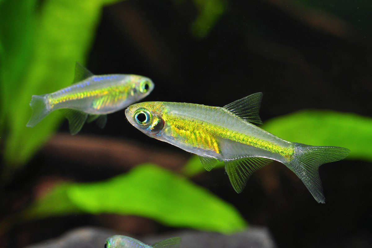 Kubotai Rasbora (emerald green)_0