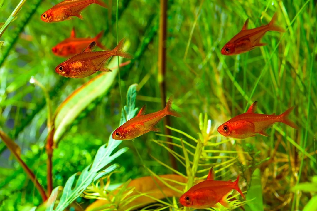 Ember Tetra