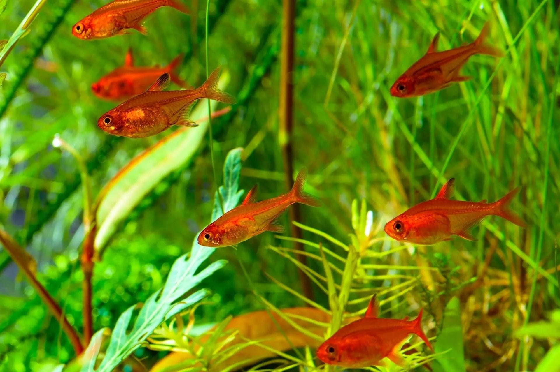 Ember Tetra_0