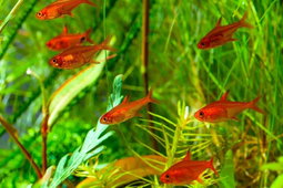Ember Tetra
