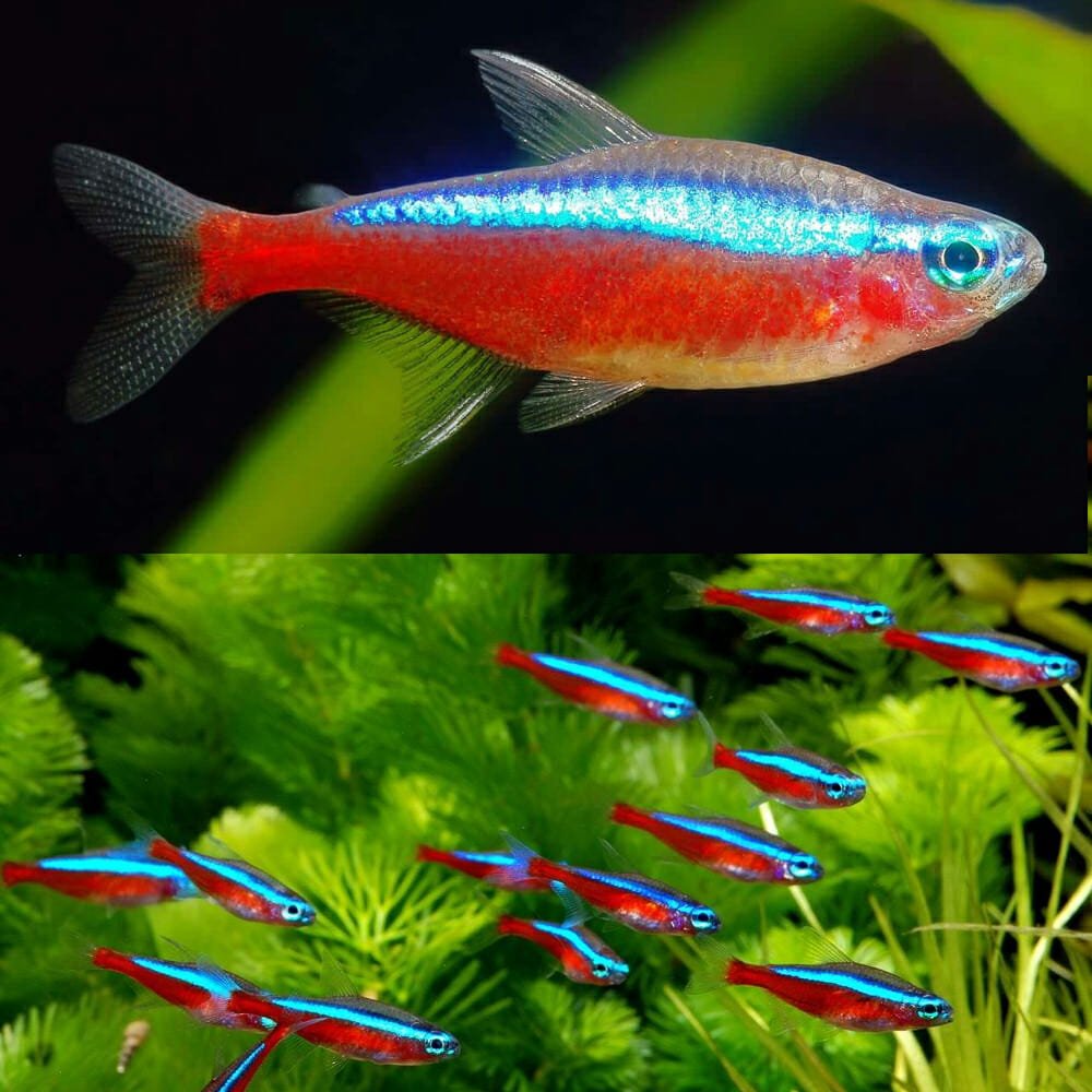 Cardinal Tetra (Medium)_0