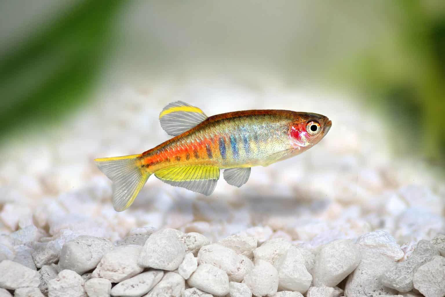 Glowlight Danio (Danio choprae)_0