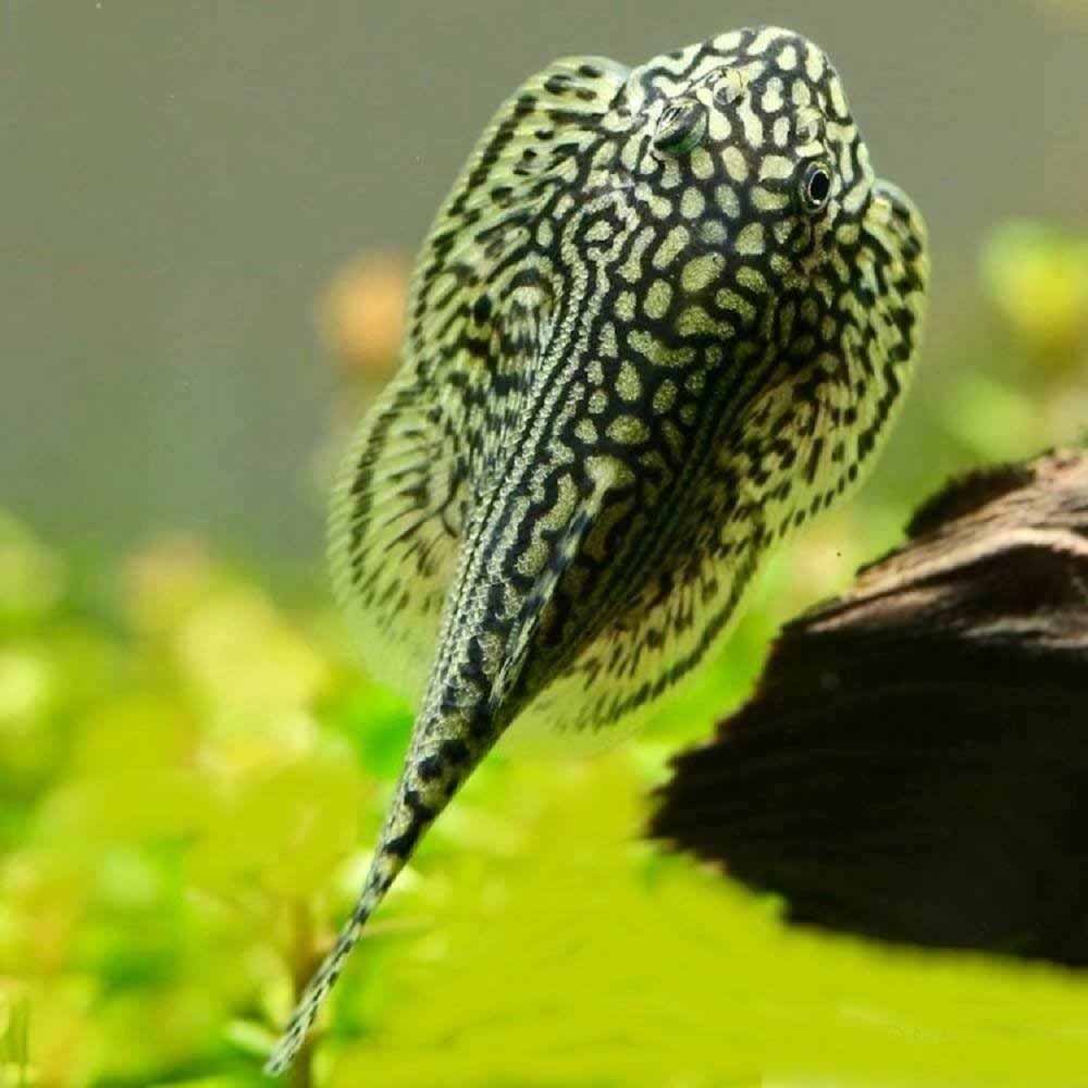 Hillstream Loach_0