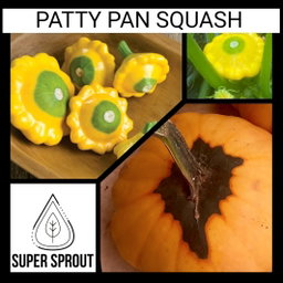 🎃PATTY PAN SQUASH🎃 x 6 seeds 