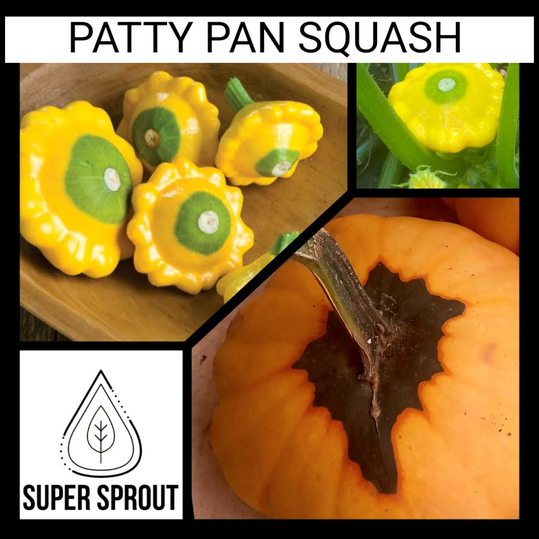 🎃PATTY PAN SQUASH🎃 x 6 seeds _1