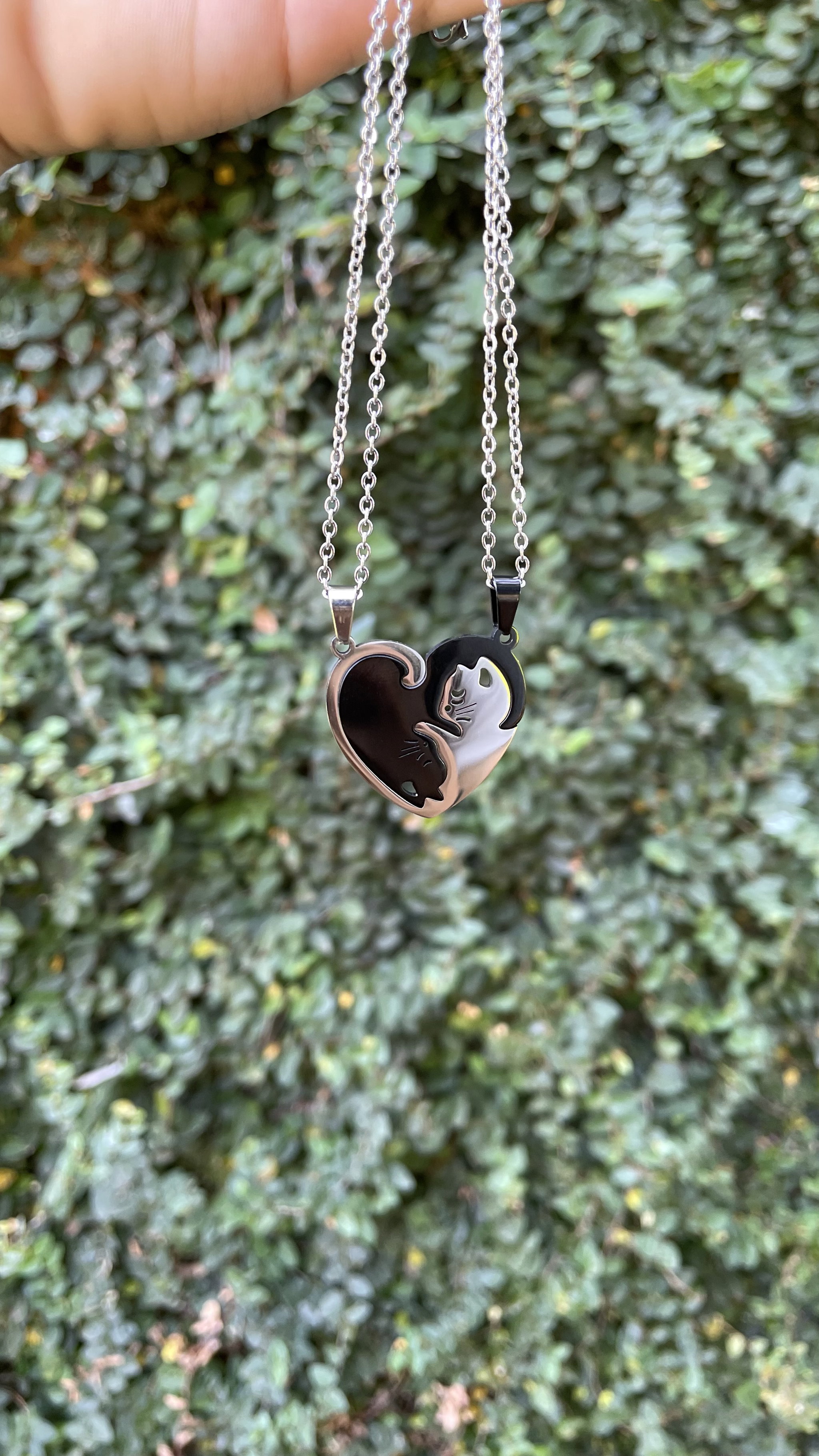 Collares Cat_0
