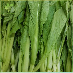 Mustard Masinag - Mustasa Tagalog 