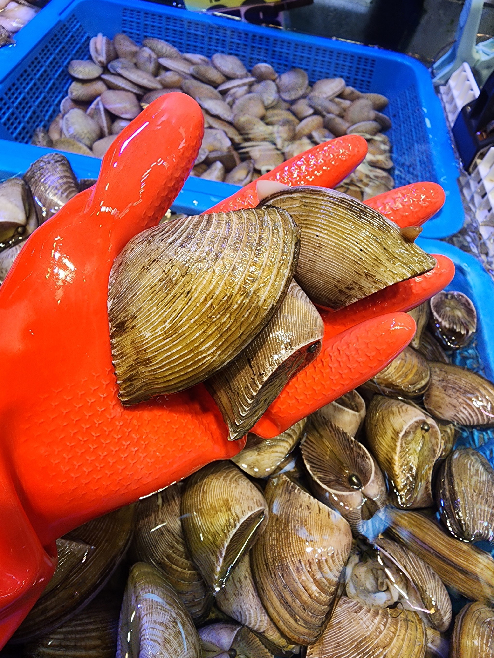 蝴蝶蚌🐚（半斤）（約13-16隻）_0