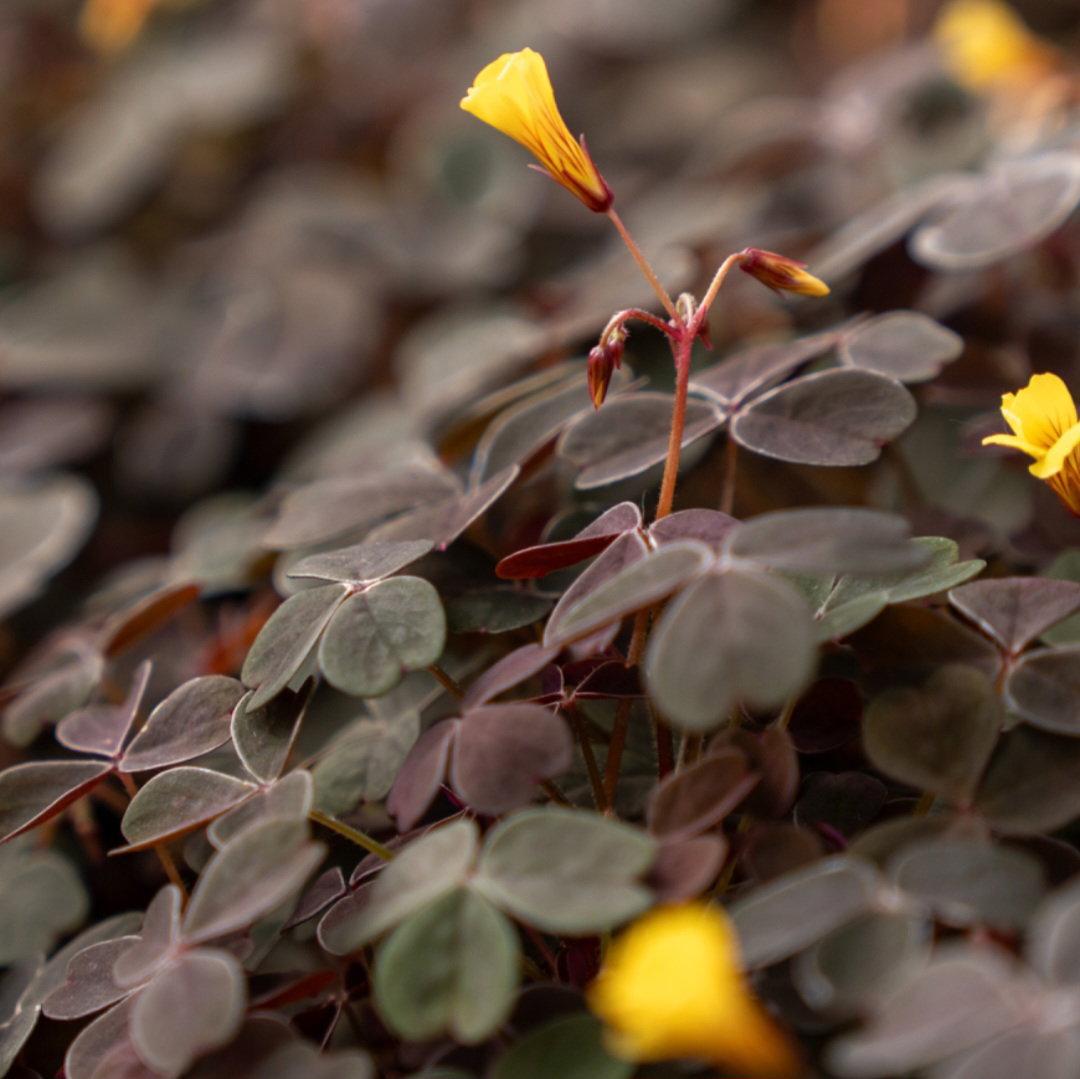 Bronze klaverzuring / Oxalis 