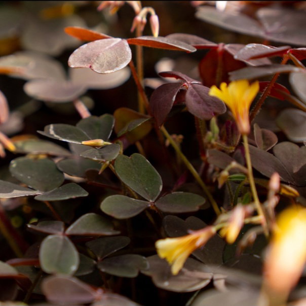 Bronze klaverzuring / Oxalis _1