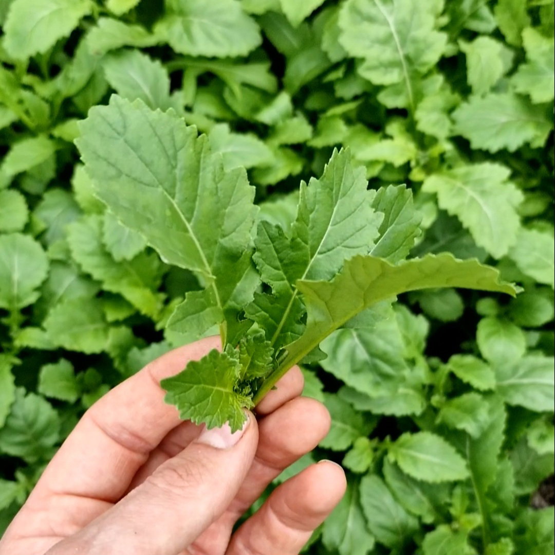 Mierikwortel blad baby / Horseradish leaf baby