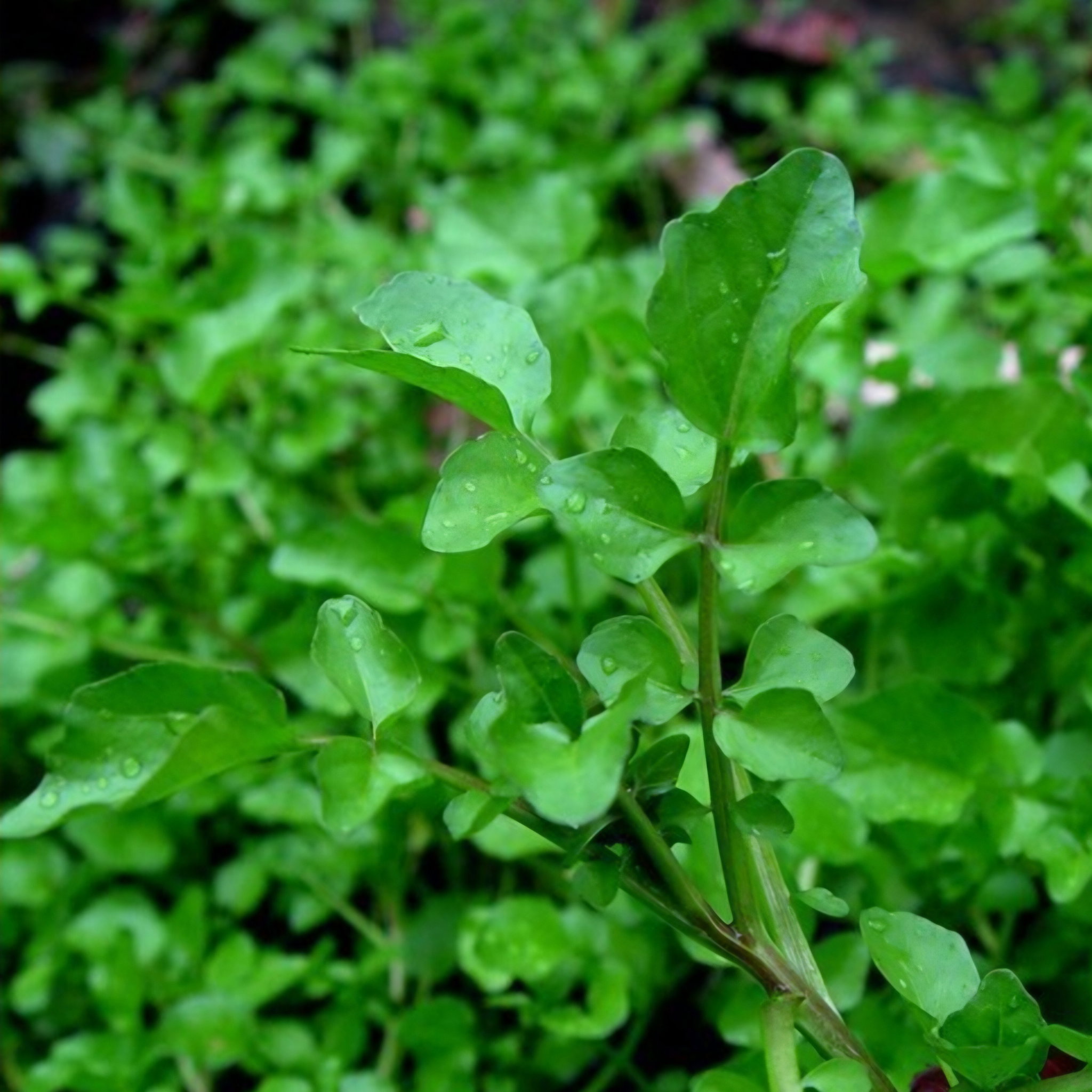 Waterkers topjes/ Watercress tops_0