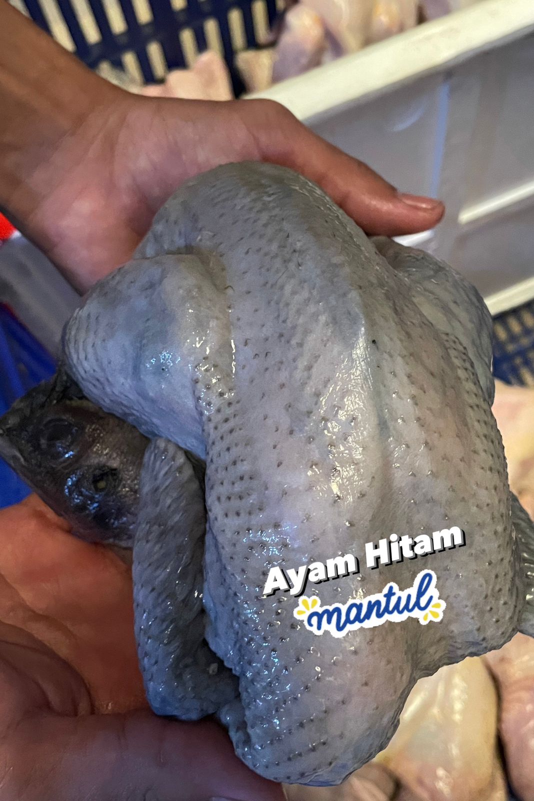 Ayam Hitam XL (Berat 950gr +) _0