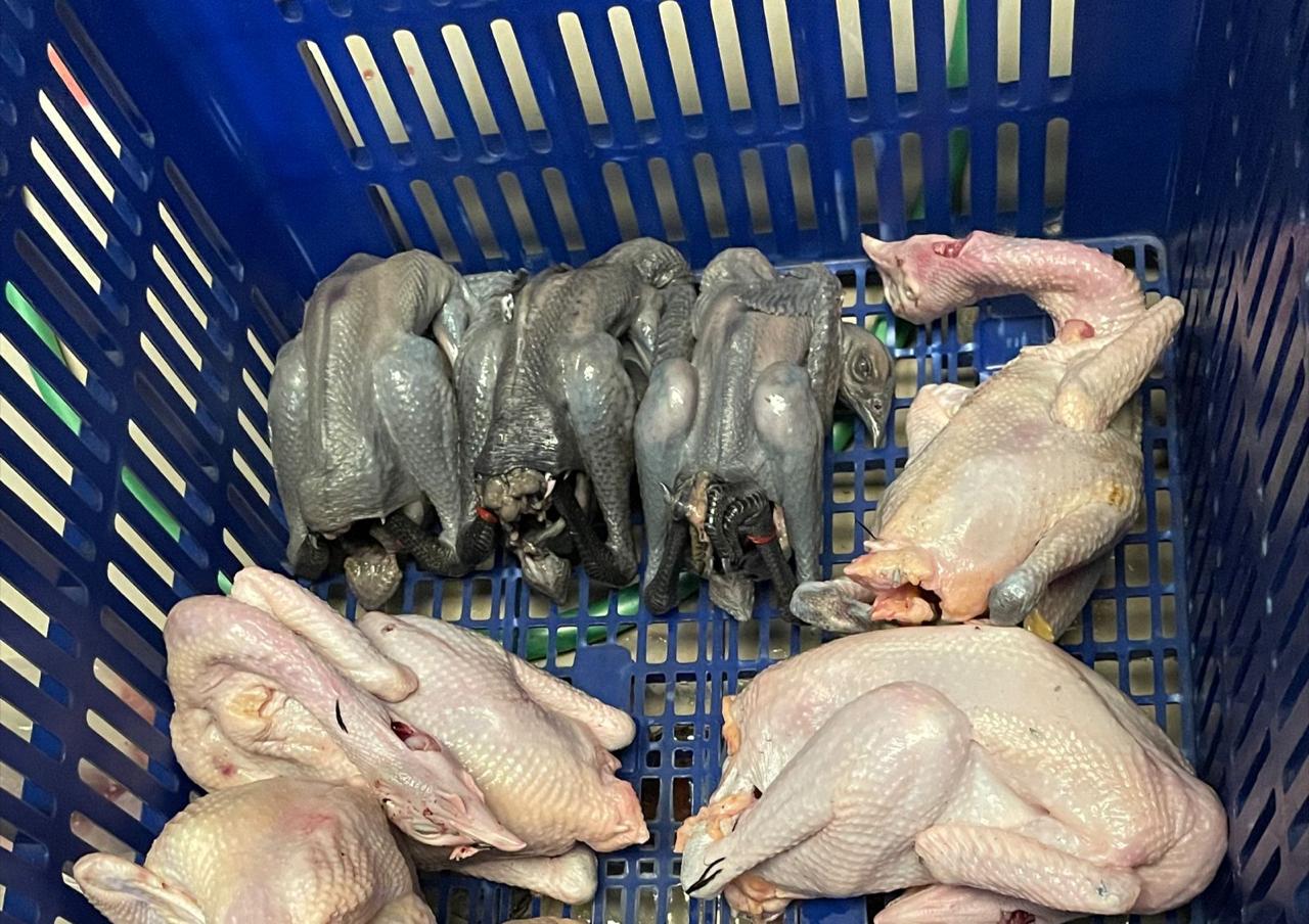 Ayam Hitam L (850gr+)_5