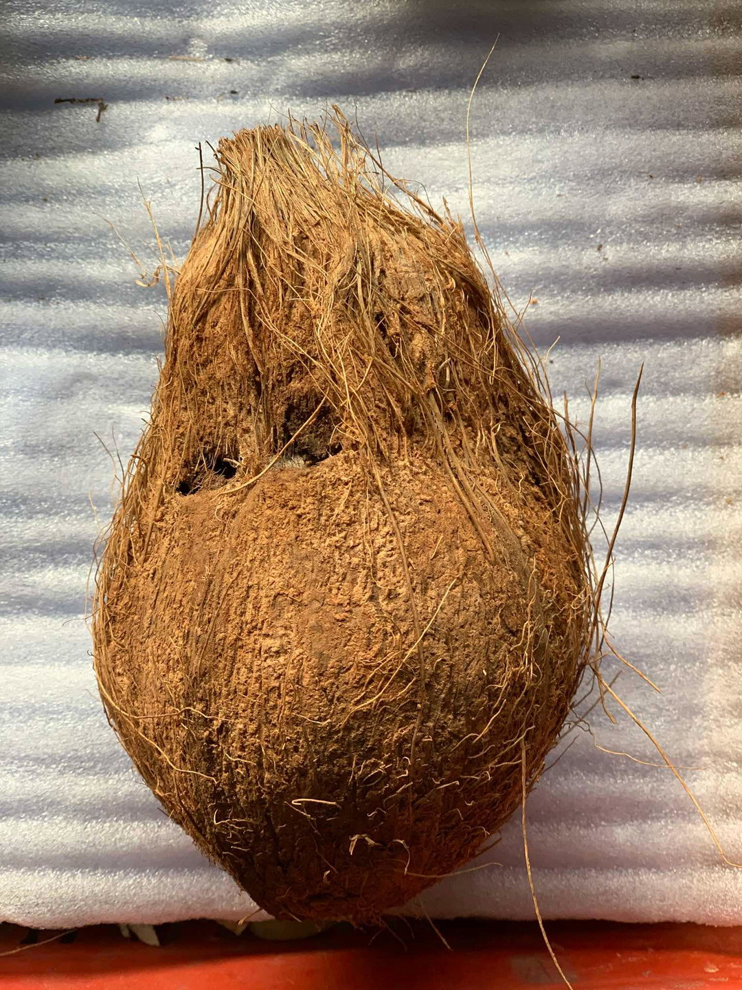 Coconut(1pcs)
