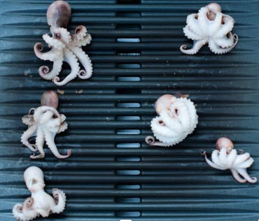 Baby Octopus (500g)