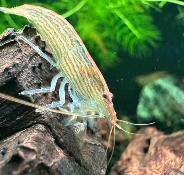 Bamboo/Rock/Mountain Shrimp