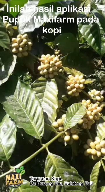 Pupuk hayati maxifarm 1 Liter_5