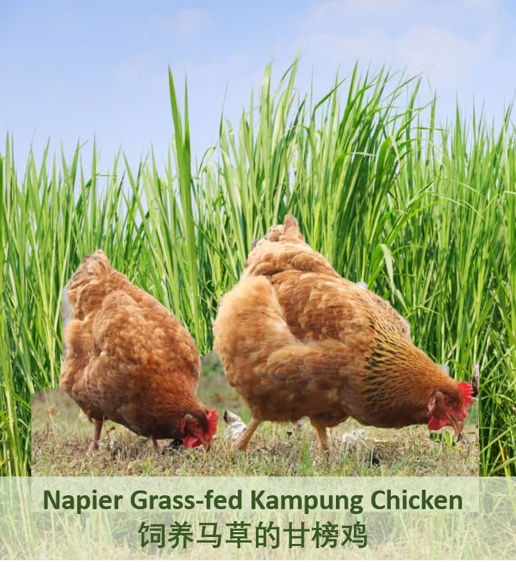 2.马草甘榜鸡 Napier Grass-fed Kampung Chicken Large Size 1.8 to 2.0/pc 