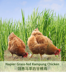 Free Range Antibiotic Residual Free Kg Chicken Series 走地放养零抗生素残留甘榜鸡系列