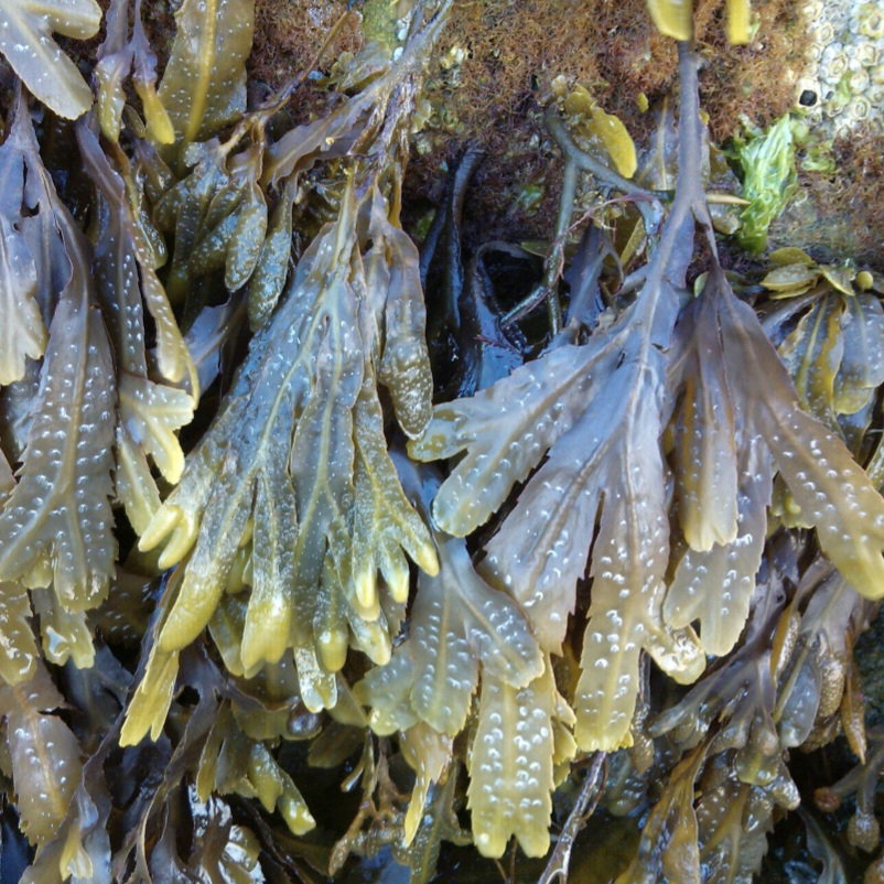 Eikwier / Oakweed