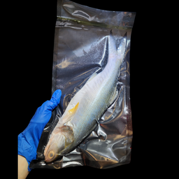 台灣馬友魚 🧊（大/細 Size）（已清洗及處理好）