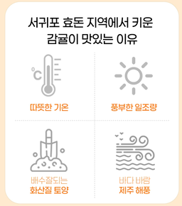 🍵코삿(COSAT Inc.)_귤피차