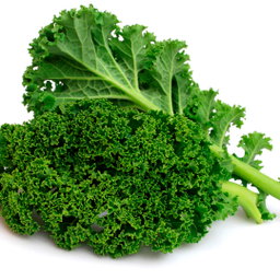 Lechuga Kale