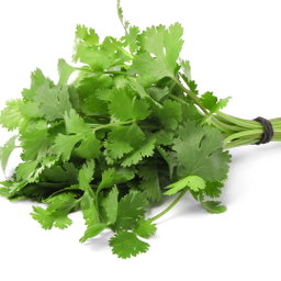 Cilantro Chino Mazo (entre 1/4 libra - 1/2 libra)