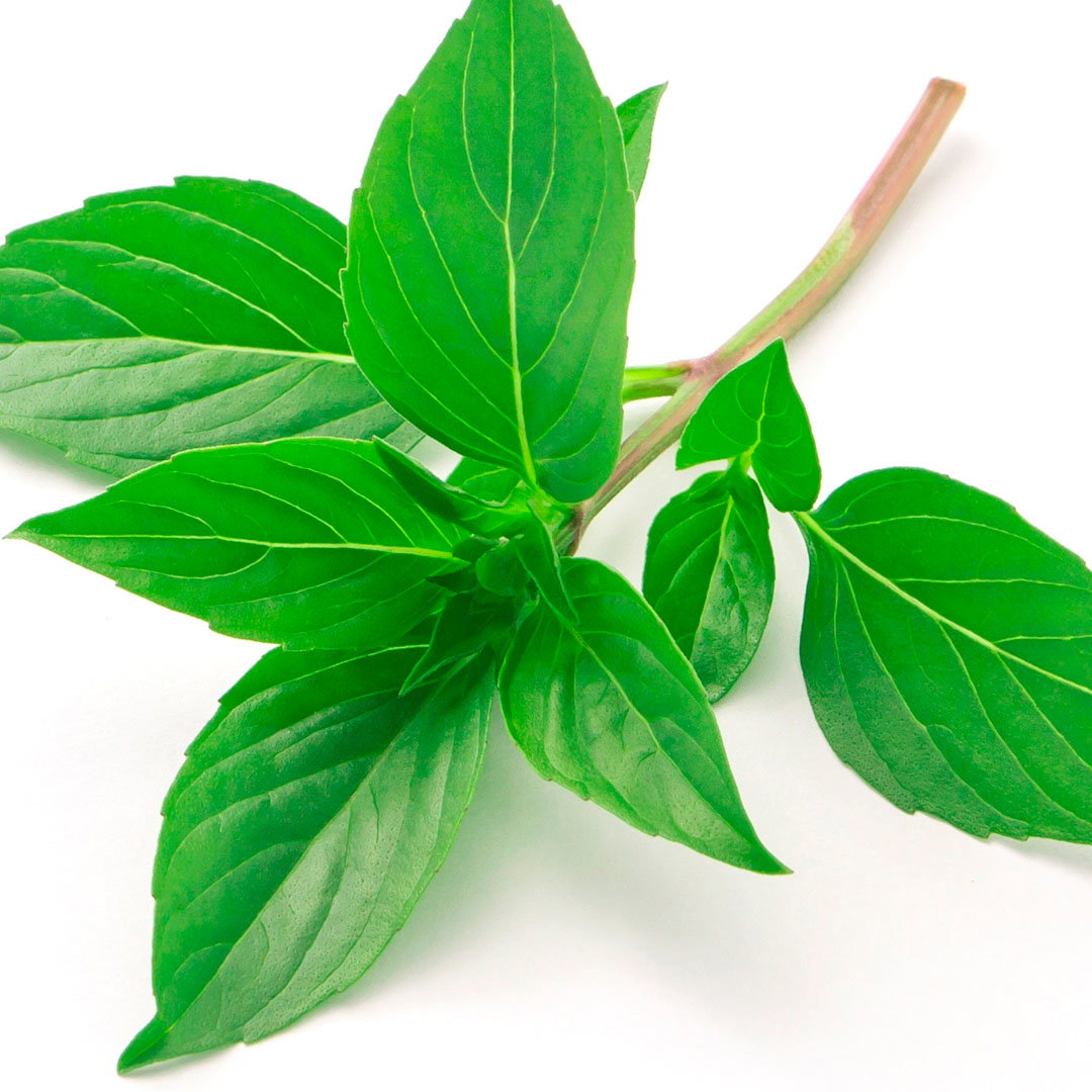 Albahaca Mazo_0