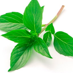 Albahaca Mazo
