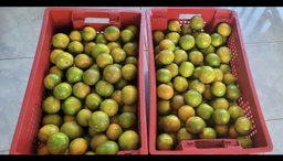 ASAP Fruits