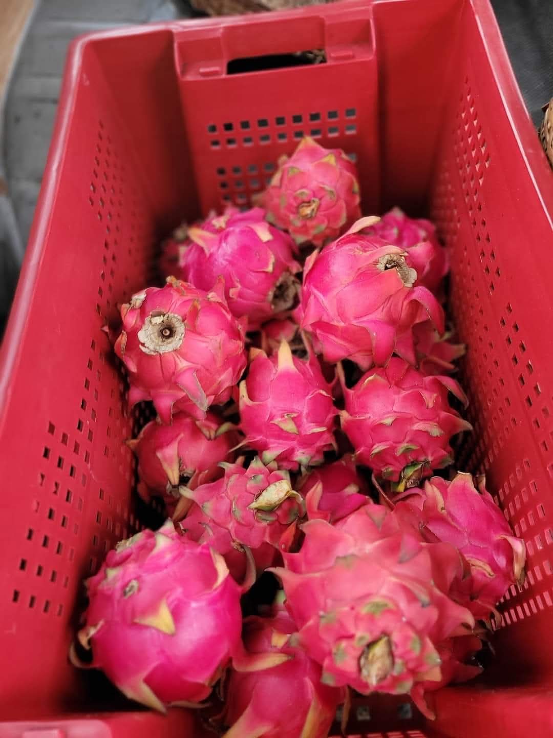 Dragon fruit 