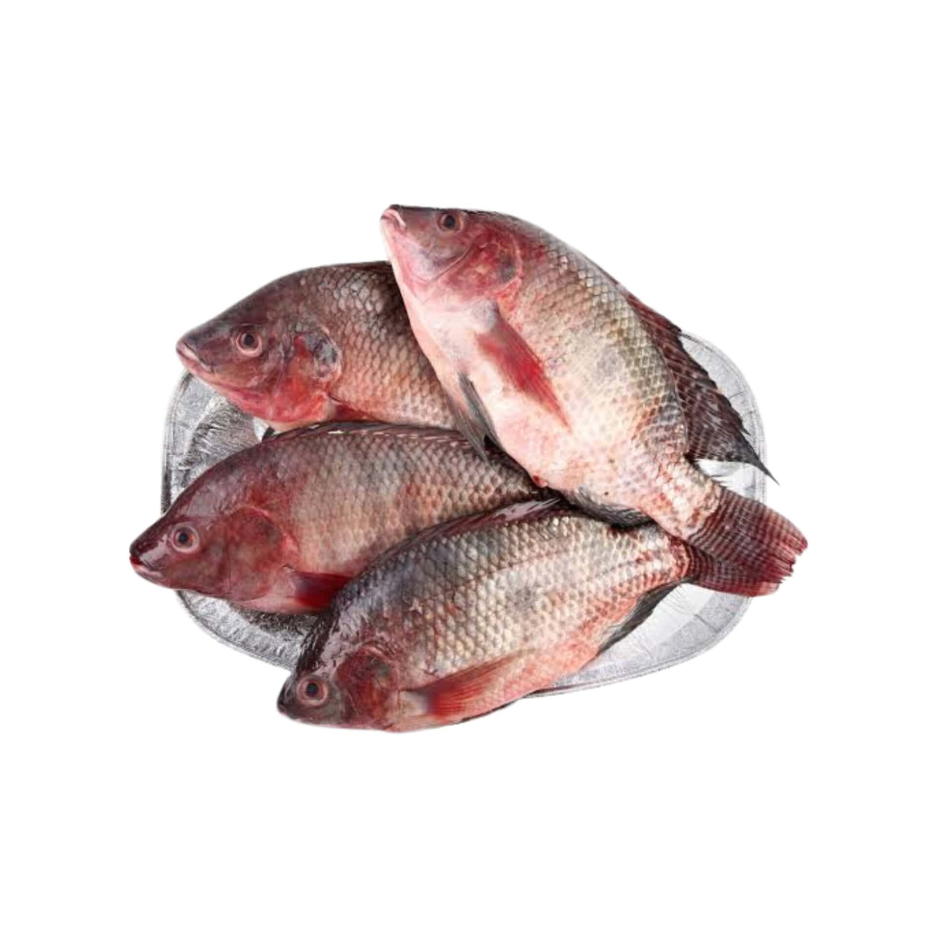 TILAPIA_0