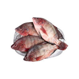 TILAPIA