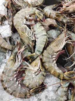 Tiger Prawn 