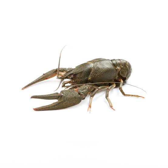 Crayfish (200-300g)