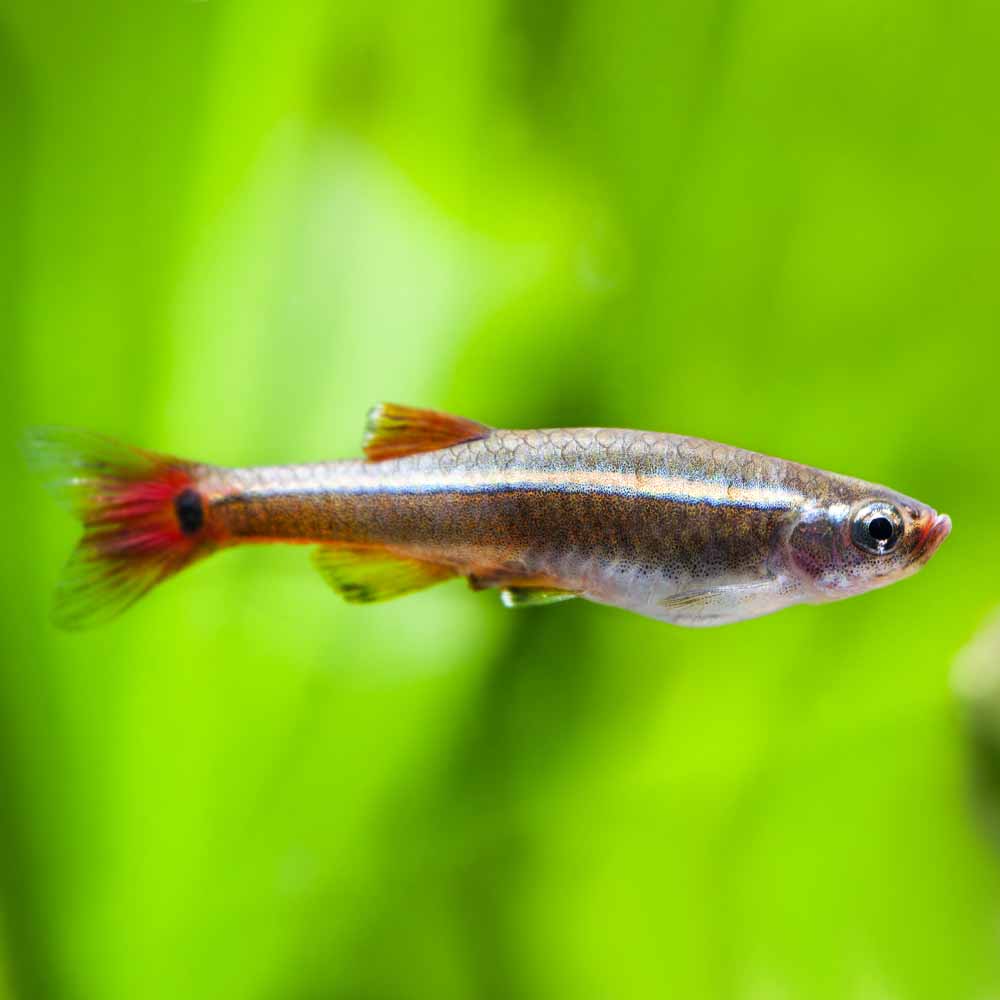 White Cloud Minnows