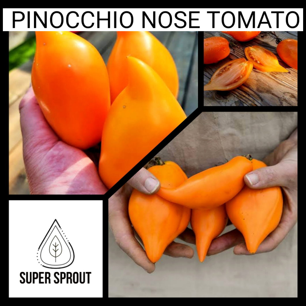 BURATINO/PINOCCHIO TOMATO x 10 seeds _2