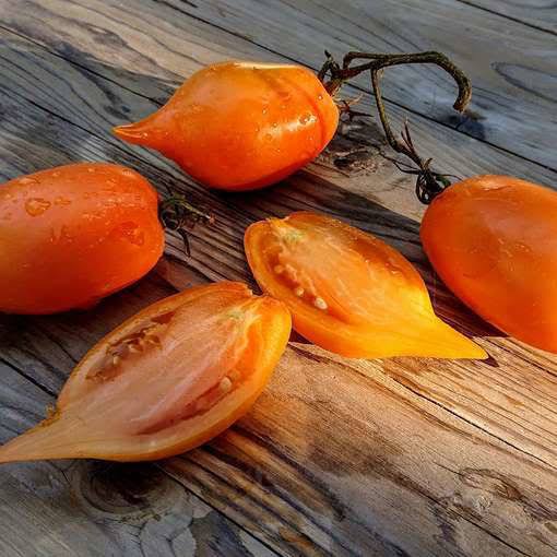 BURATINO/PINOCCHIO TOMATO x 10 seeds _3