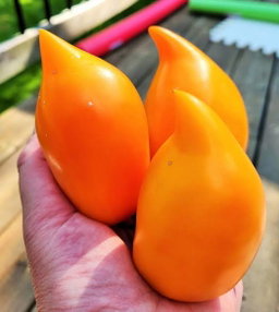 BURATINO/PINOCCHIO TOMATO x 10 seeds 