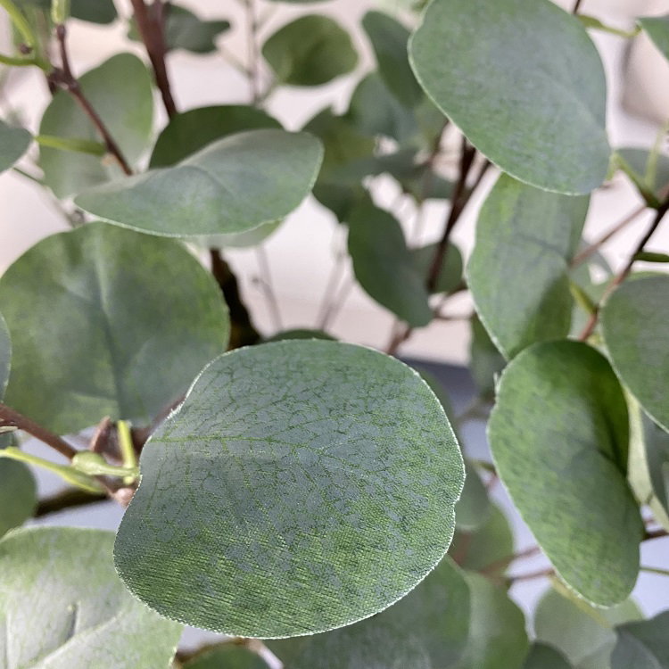 PREMIUM TREE EUCALYPTUS GREEN_3
