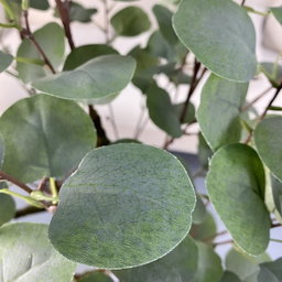 PREMIUM TREE EUCALYPTUS GREEN
