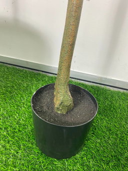PREMIUM TREE EUCALYPTUS GREEN